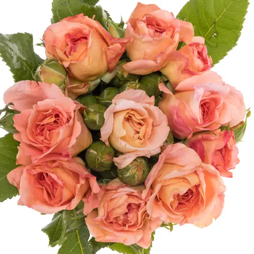 Rose Freiland lachs/apricot Augusta Luise 3+Blüte 60cm