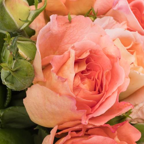 Rose Freiland lachs/apricot Augusta Luise 3+Blüte 60cm