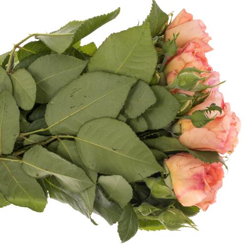 Rose Freiland lachs/apricot Augusta Luise 3+Blüte 60cm