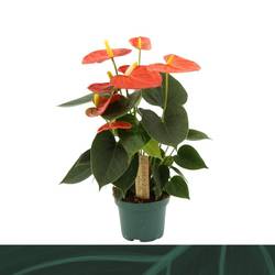 Anthurium dunkel orange Solara T09 H025