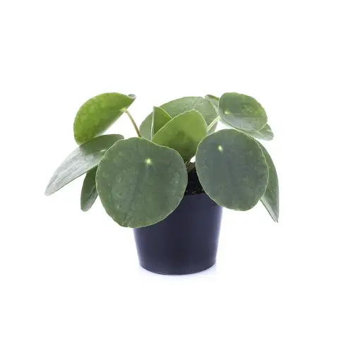 Pilea Peperomia T06 H15
