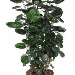 Polyscias Fabian Verzweigt T27 H120