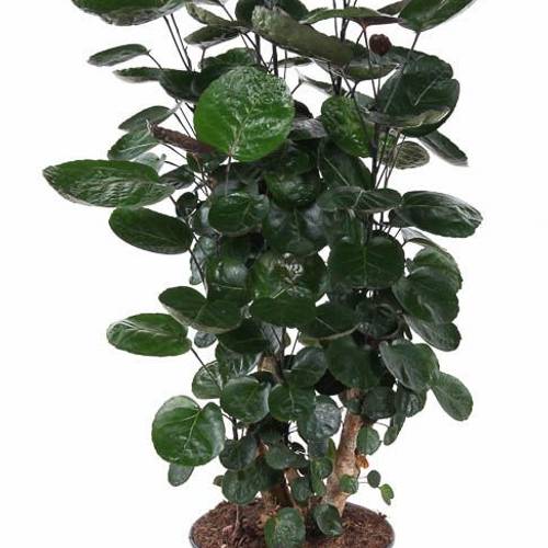 Polyscias Fabian Verzweigt T27 H120