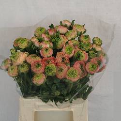 Ranunkel apricot-grün Success Tuareg 60 Gramm 44 cm