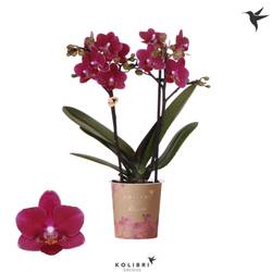 Phal.2-R rot Blossom Chamonix T09 H035
