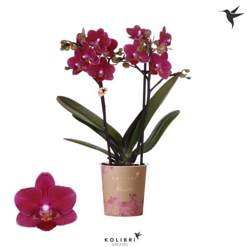 Phal.2-R rot Blossom Chamonix T09 H035