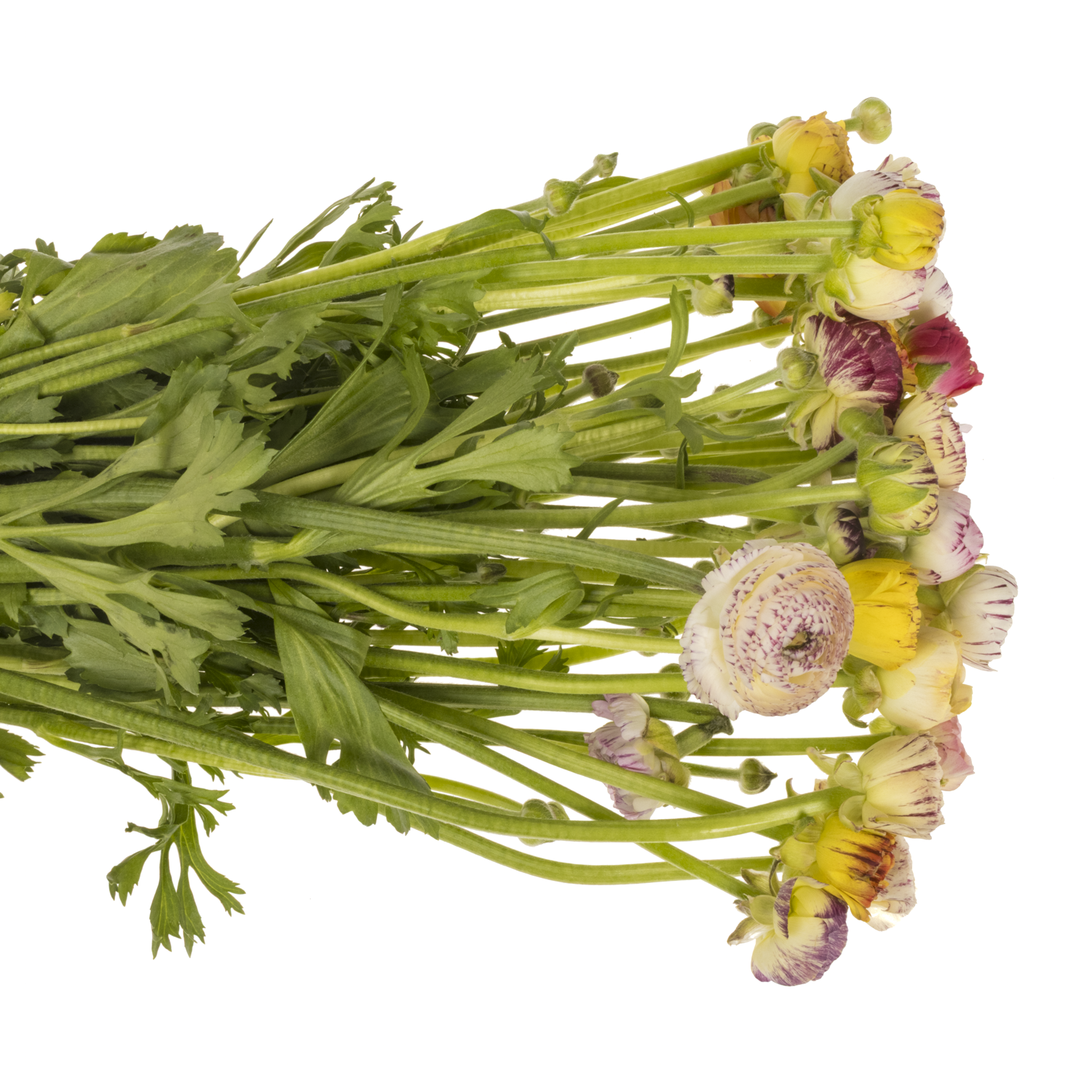 Ranunkel mix Aazur Pink Stripe 46cm x 30