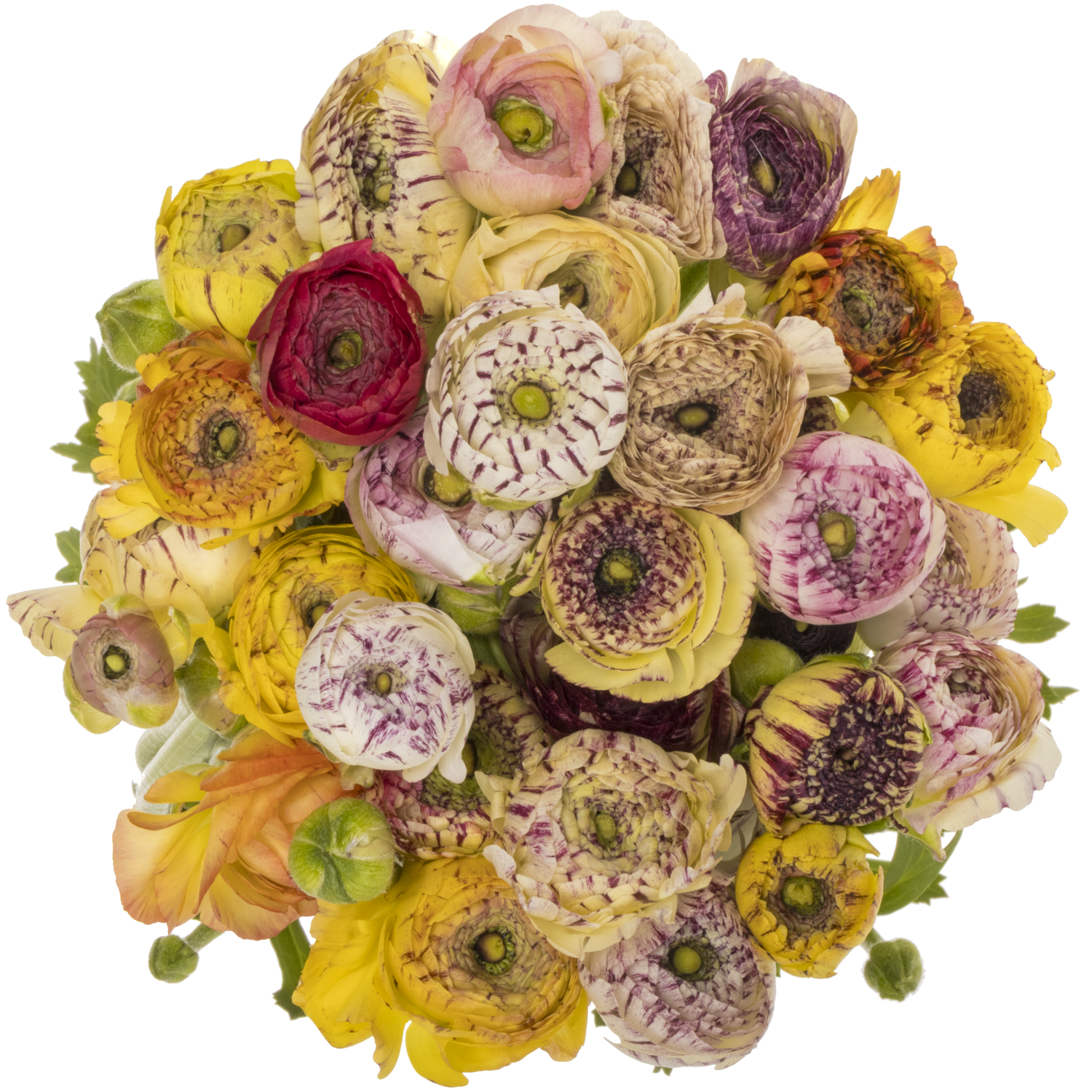 Ranunkel mix Aazur Pink Stripe 46cm x 30