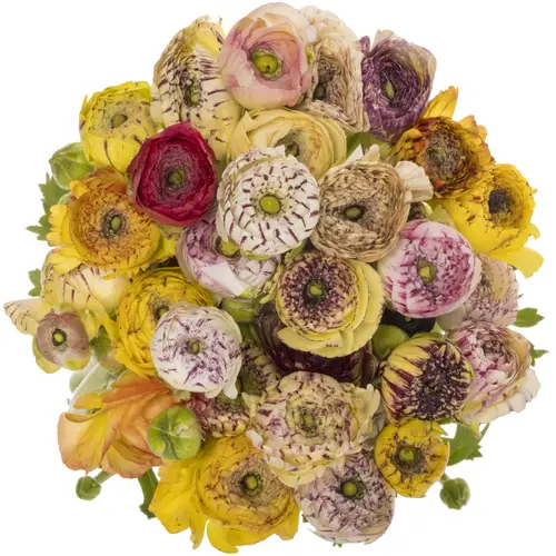 Ranunkel mix Aazur Pink Stripe 46cm x 30