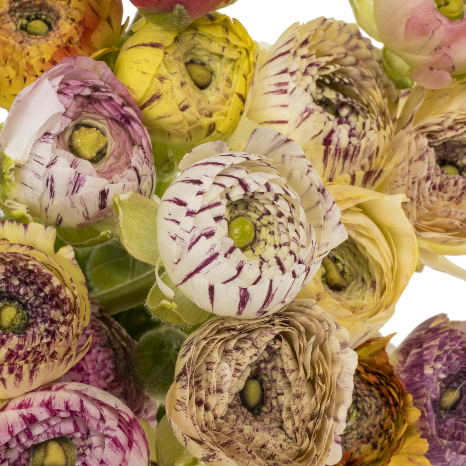 Ranunkel mix Aazur Pink Stripe 46cm x 30