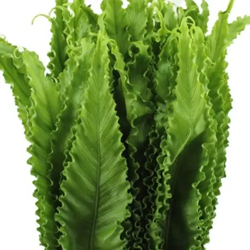 Asplenium Blatt grün 50cm