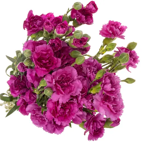Spraynelke lila Jacaranda 60cm X20