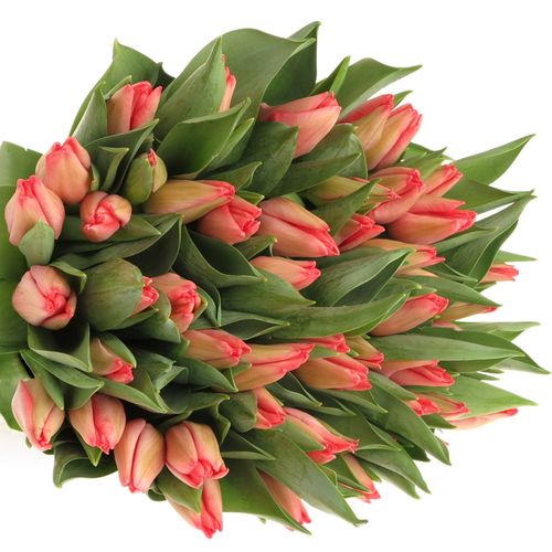 Tulpe rosa/apricot Vingino 35 Gramm