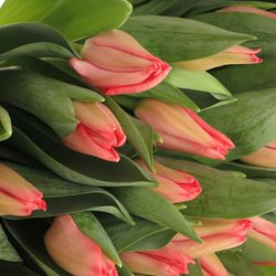 Tulpe rosa/apricot Vingino 35 Gramm