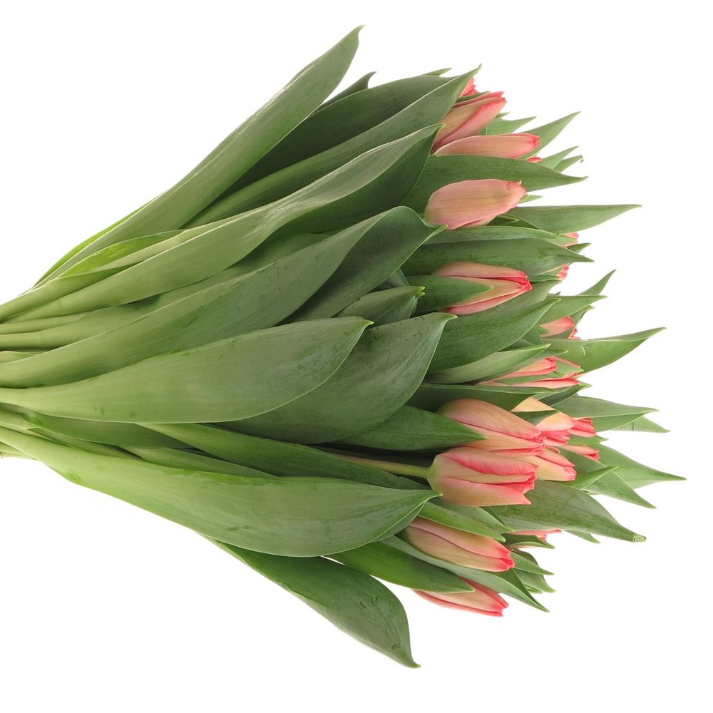 Tulpe rosa/apricot Vingino 35 Gramm