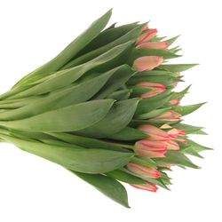 Tulpe rosa/apricot Vingino 35 Gramm