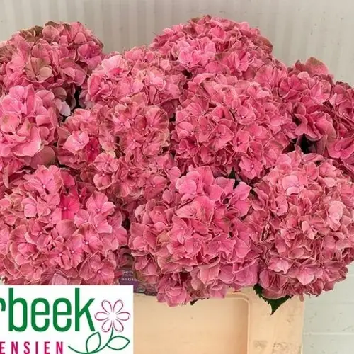 Hortensie dunkel rosa Sw Ruby Bol 18cm 50cm