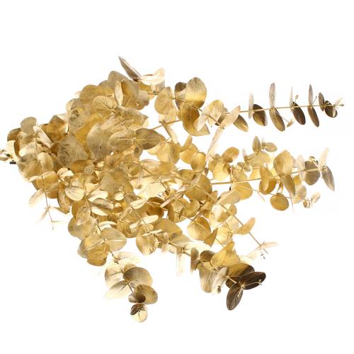 Populus gold Cinerea gefärbt 300 Gramm 70cm