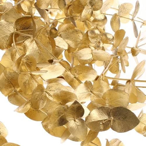 Populus gold Cinerea gefärbt 300 Gramm 70cm