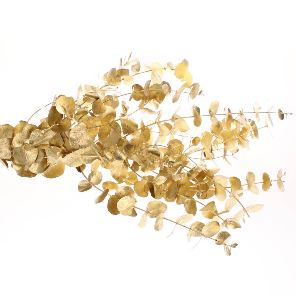 Populus gold Cinerea gefärbt 300 Gramm 70cm