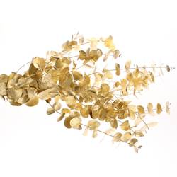 Populus gold Cinerea gefärbt 300 Gramm 70cm