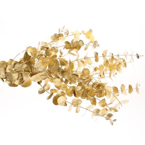 Populus gold Cinerea gefärbt 300 Gramm 70cm