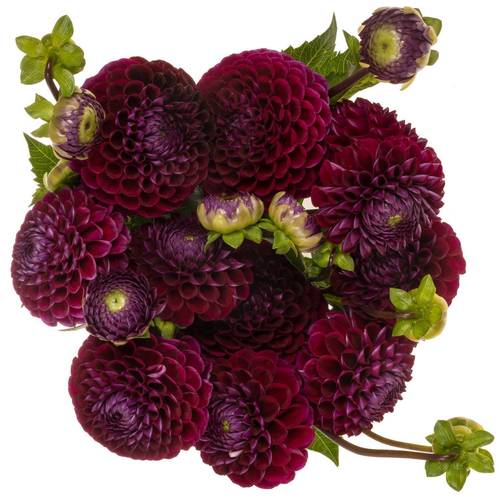 Dahlia dunkel lila Ivanetti 50cm