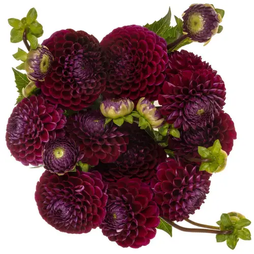 Dahlia dunkel lila Ivanetti 50cm