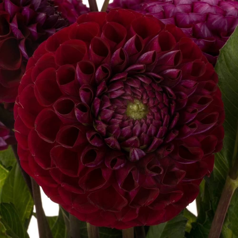 Dahlia dunkel lila Ivanetti 50cm