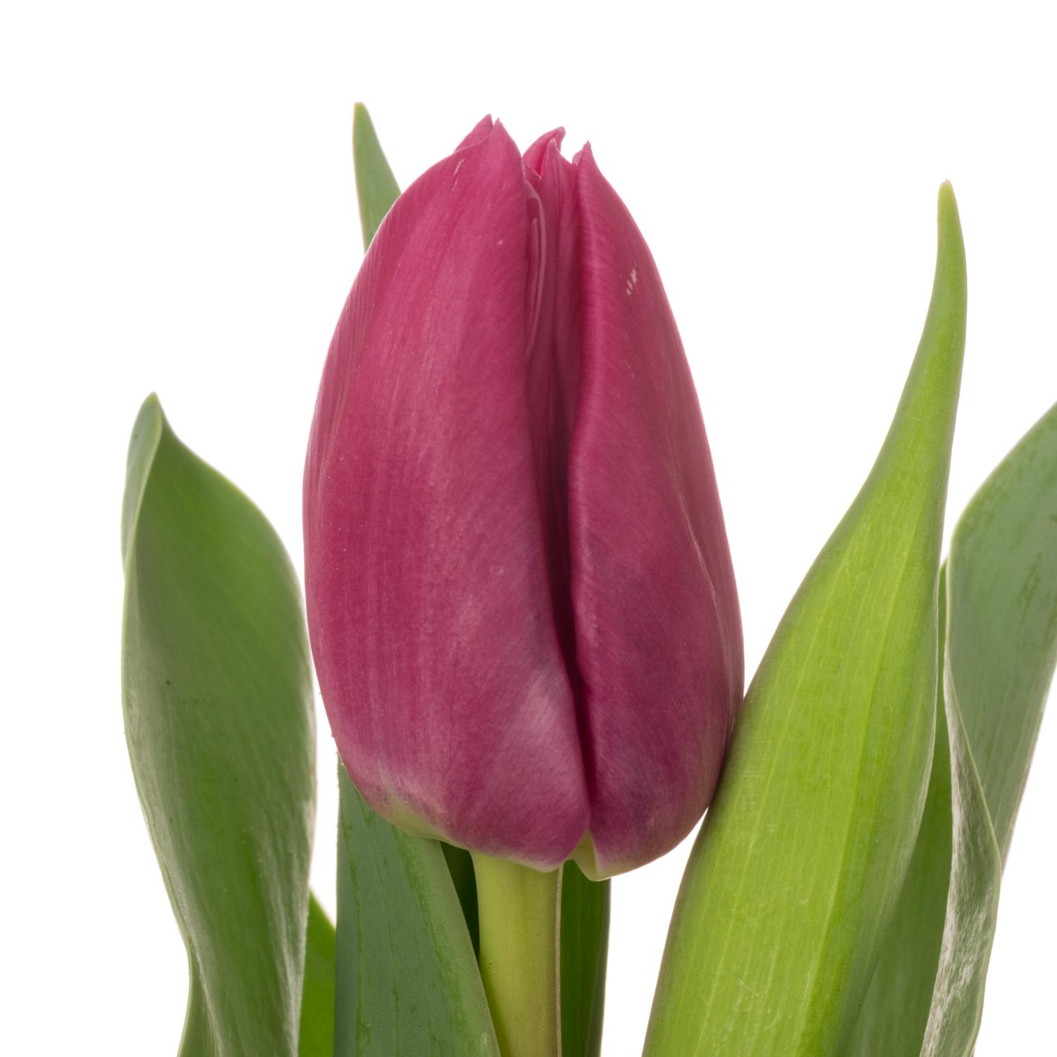 Tulpe lila doppel Princess 36 Gramm