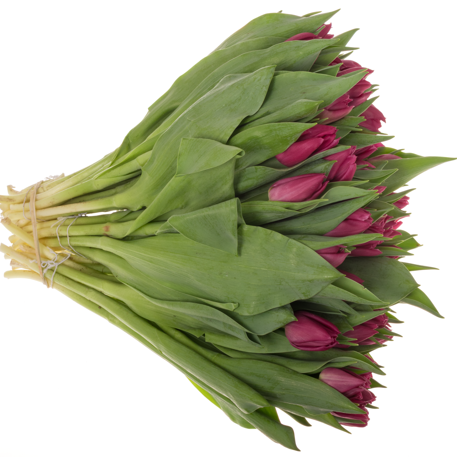 Tulpe lila doppel Princess 36 Gramm