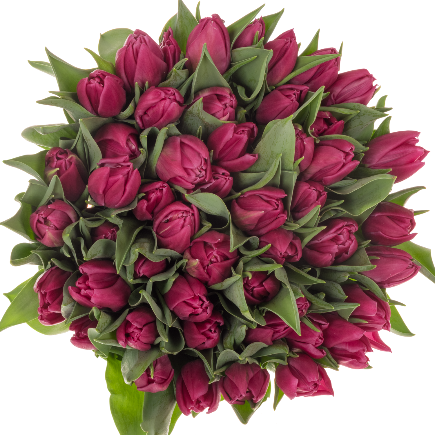 Tulpe lila doppel Princess 36 Gramm
