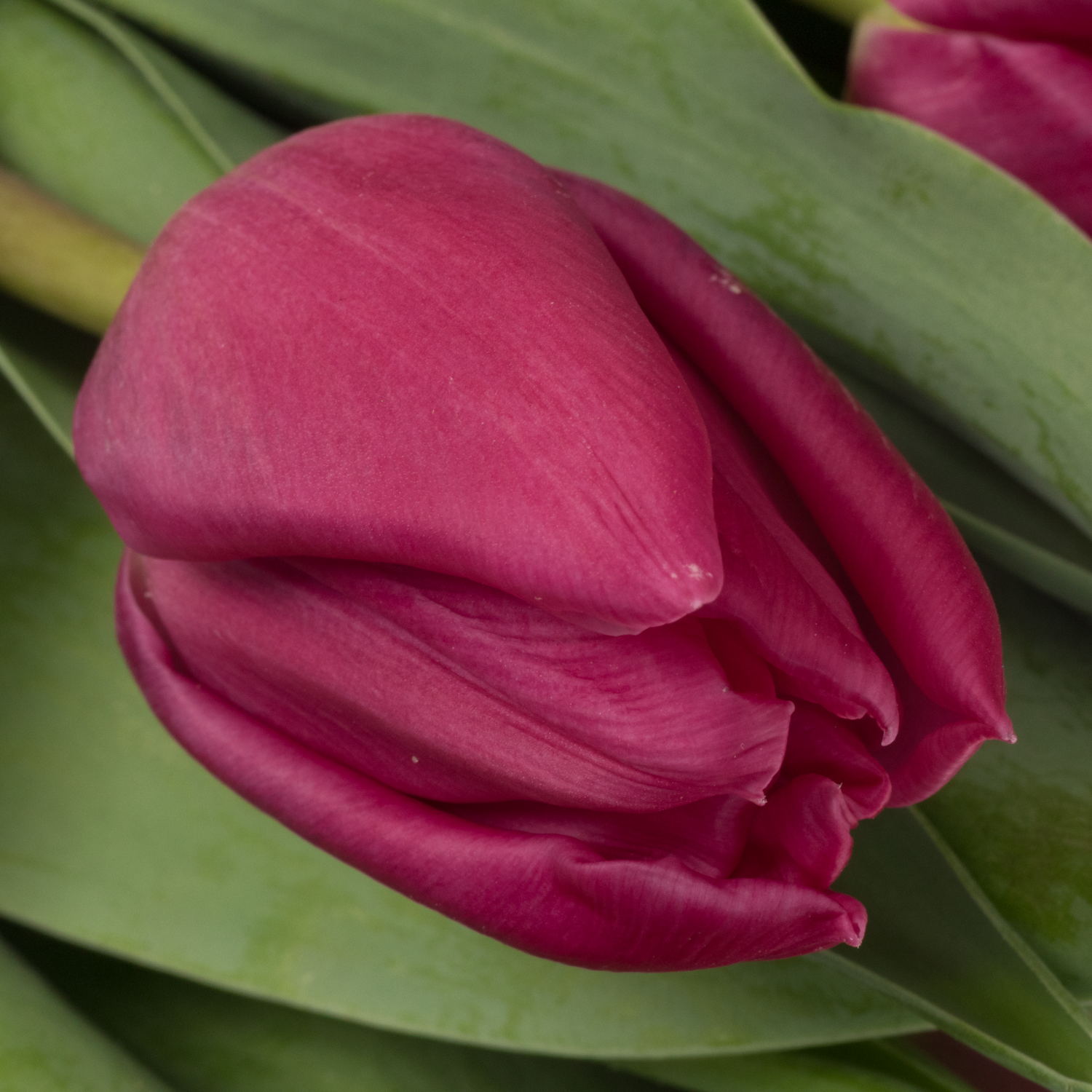 Tulpe lila doppel Princess 36 Gramm