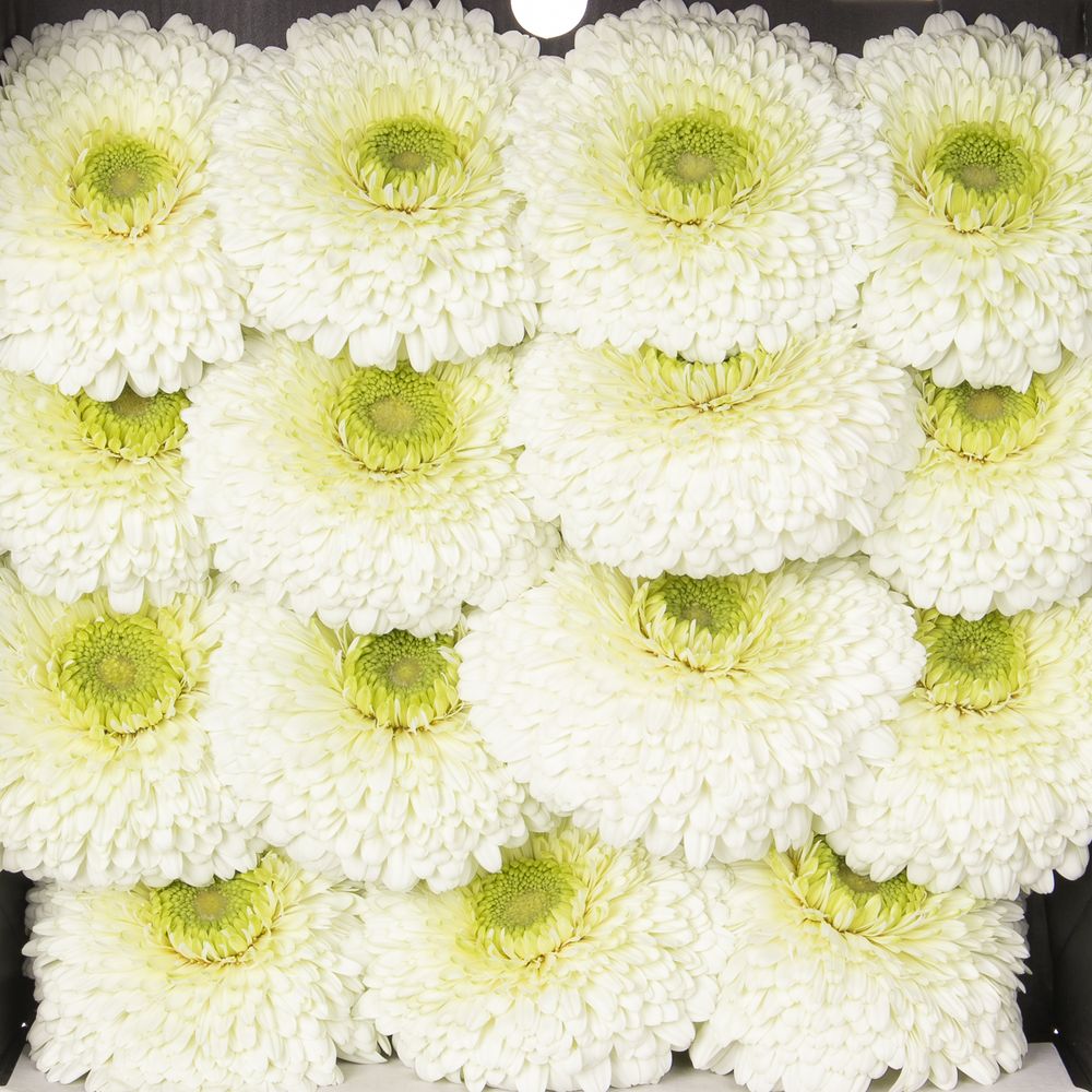 Gerbera weiss Pompon Data 