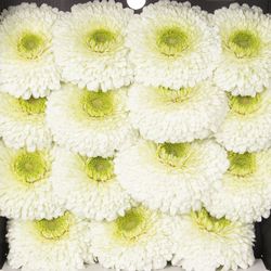 Gerbera weiss Pompon Data 