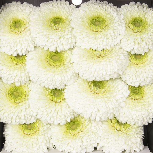 Gerbera weiss Pompon Data 