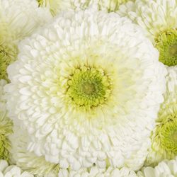 Gerbera weiss Pompon Data 