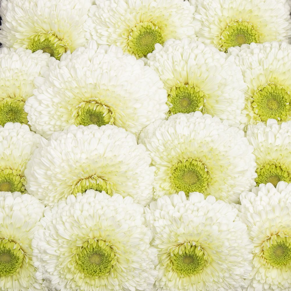 Gerbera weiss Pompon Data 