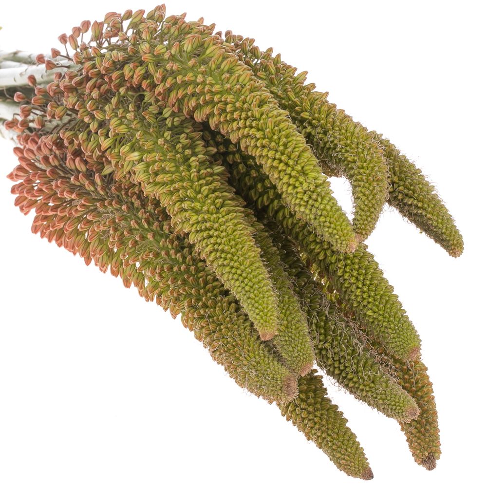 Eremurus orange 115cm