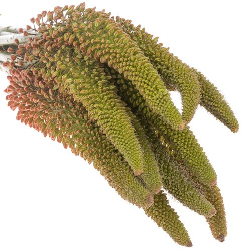 Eremurus orange 115cm
