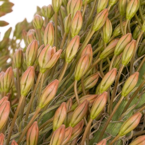 Eremurus orange 115cm