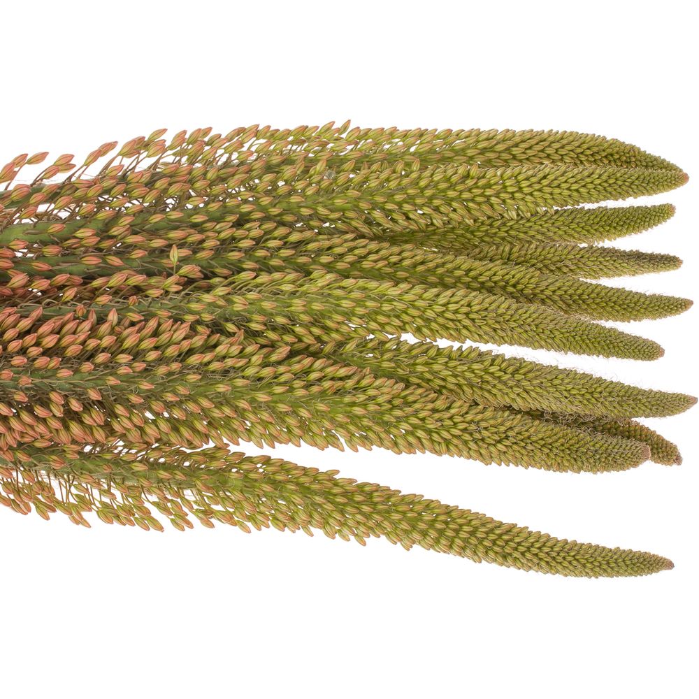 Eremurus orange 115cm