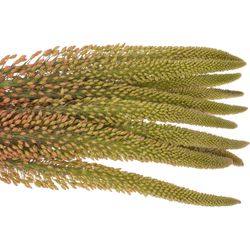 Eremurus orange 115cm