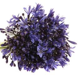 Agapanthus violett Blue Giant 85cm