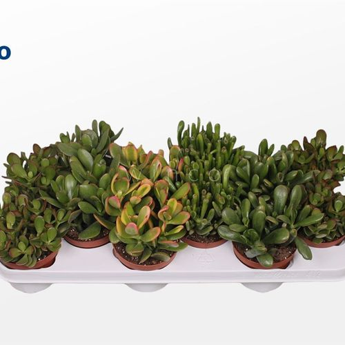 Crassula mix T10 H15