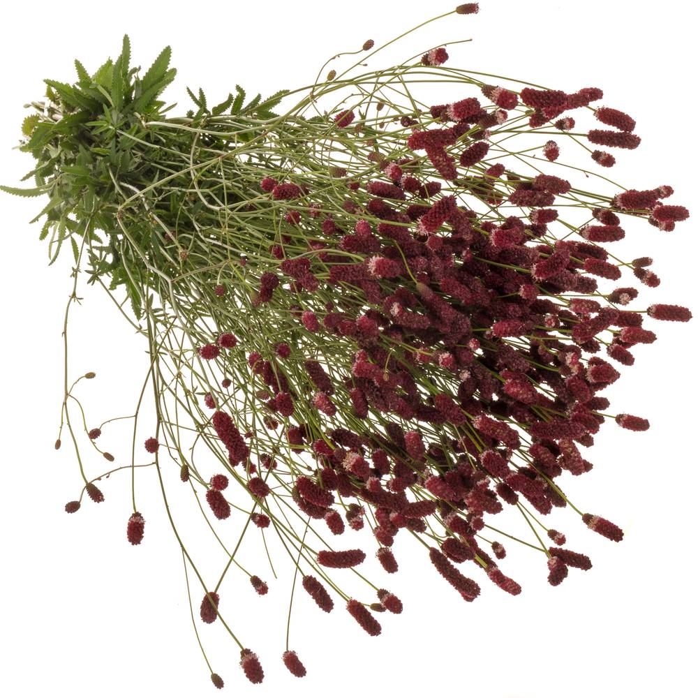 Sanguisorba rot officinalis 100cm