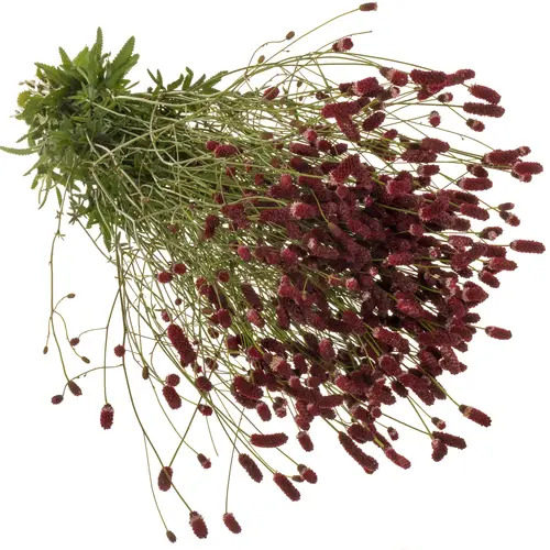 Sanguisorba rot officinalis 100cm