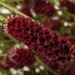 Sanguisorba rot officinalis 100cm