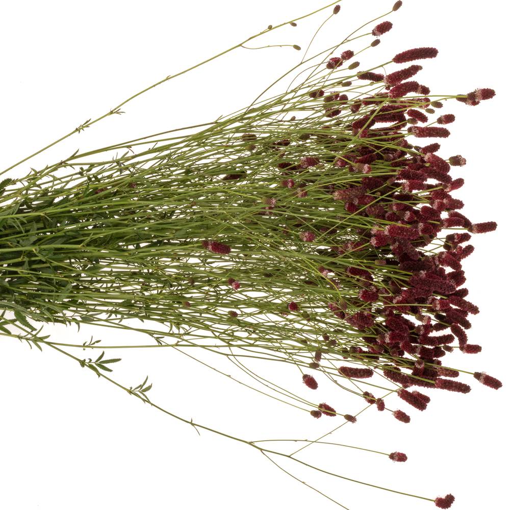 Sanguisorba rot officinalis 100cm