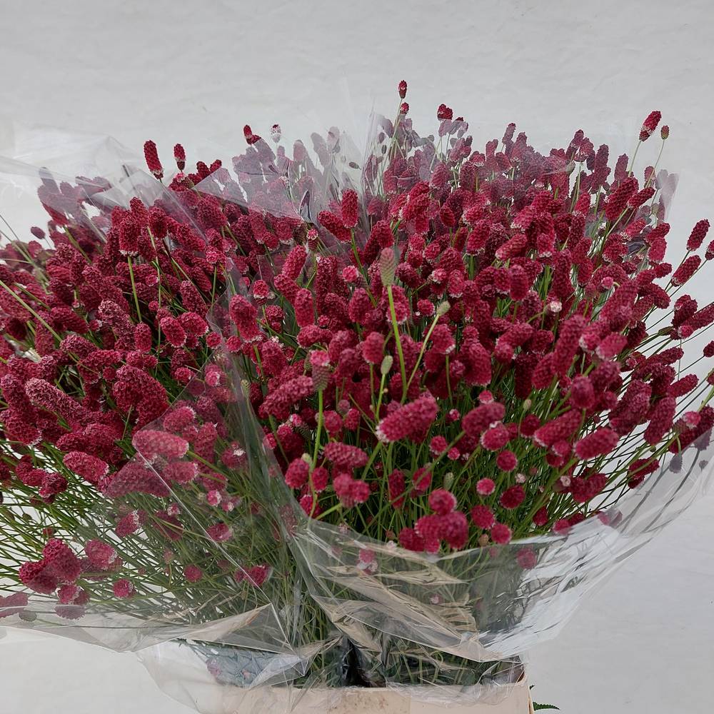 Sanguisorba rot officinalis 100cm
